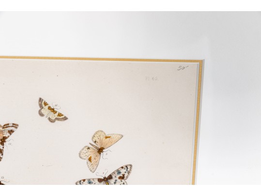 Set Of Three Antique Hand-Colored Botanicals