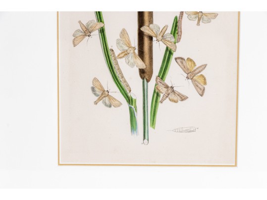 Set Of Three Antique Hand-Colored Botanicals