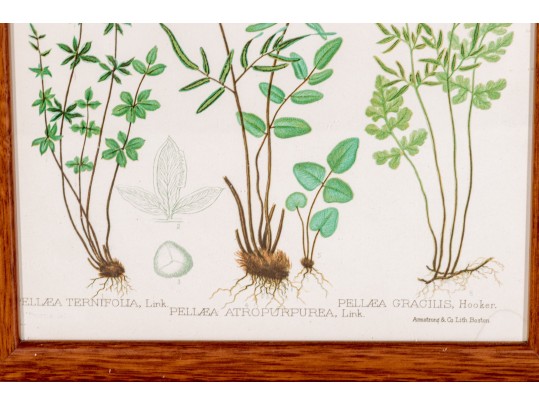 Three Antique Hand-Colored Botanical Prints