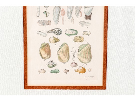 Set Of Four Antique Hand-Colored Prints Of Shells