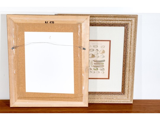 Set Of Four Antique Hand-Colored Prints Of Shells