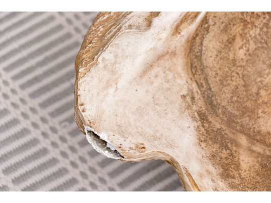 Massive Hand-Decorated Plaster Faux Shell Sculpture