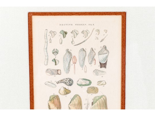 Set Of Four Antique Hand-Colored Prints Of Shells
