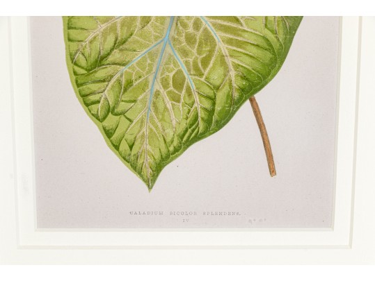 Pair Of Hand-Colored Botanicals