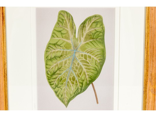 Pair Of Hand-Colored Botanicals