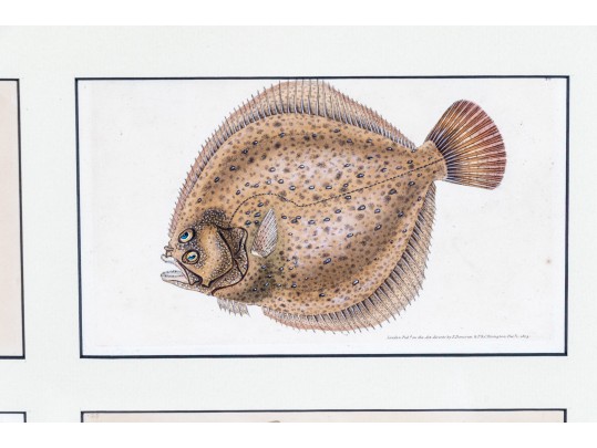 Custom Matted And Framed Group Of Four Hand-Colored Fish Prints 