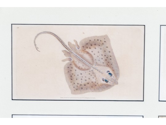 Custom Matted And Framed Group Of Four Hand-Colored Fish Prints 