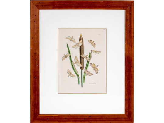 Set Of Three Antique Hand-Colored Botanicals