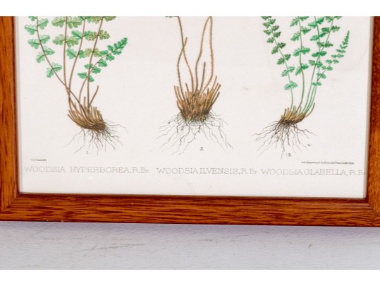 Three Antique Hand-Colored Botanical Prints