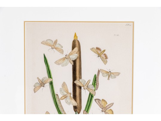 Set Of Three Antique Hand-Colored Botanicals