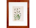 Set Of Three Antique Hand-Colored Botanicals