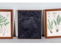 Three Antique Hand-Colored Botanical Prints