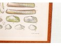 Set Of Four Antique Hand-Colored Prints Of Shells