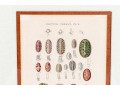 Set Of Four Antique Hand-Colored Prints Of Shells