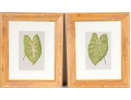 Pair Of Hand-Colored Botanicals