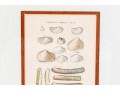 Set Of Four Antique Hand-Colored Prints Of Shells