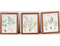 Three Antique Hand-Colored Botanical Prints