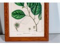 Set Of Four Antique Hand-Colored Botanical Prints