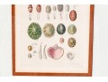 Set Of Four Antique Hand-Colored Prints Of Shells
