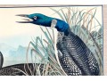 John James Audubon Antique Hand-Colored Print, 