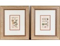Set Of Four Antique Hand-Colored Prints Of Shells