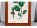 Set Of Four Antique Hand-Colored Botanical Prints