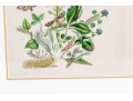 Set Of Three Antique Hand-Colored Botanicals