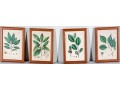 Set Of Four Antique Hand-Colored Botanical Prints
