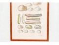 Set Of Four Antique Hand-Colored Prints Of Shells