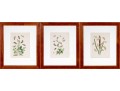 Set Of Three Antique Hand-Colored Botanicals