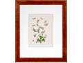 Set Of Three Antique Hand-Colored Botanicals