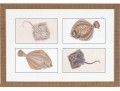 Custom Matted And Framed Group Of Four Hand-Colored Fish Prints 