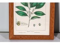 Set Of Four Antique Hand-Colored Botanical Prints