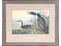John James Audubon Antique Hand-Colored Print, 