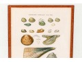 Set Of Four Antique Hand-Colored Prints Of Shells