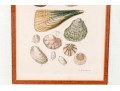 Set Of Four Antique Hand-Colored Prints Of Shells