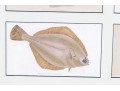 Custom Matted And Framed Group Of Four Hand-Colored Fish Prints 