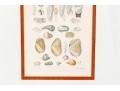 Set Of Four Antique Hand-Colored Prints Of Shells