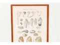 Set Of Four Antique Hand-Colored Prints Of Shells