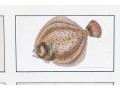 Custom Matted And Framed Group Of Four Hand-Colored Fish Prints 