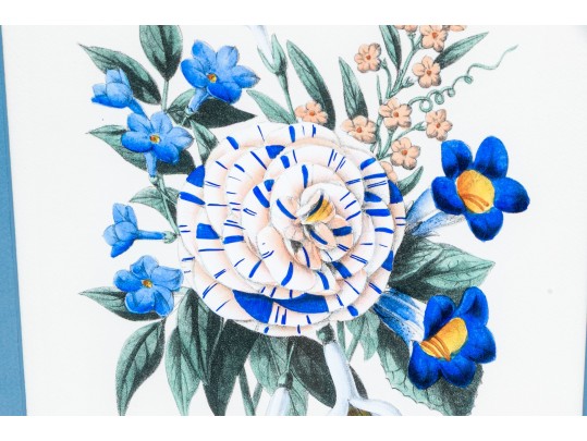 Set Of Two Hand-Colored Botanicals, 