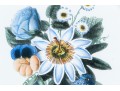Set Of Two Hand-Colored Botanicals, 