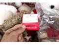 Eleven Ralph Lauren Teddy Bears