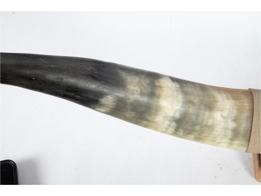 Mounted Longhorn Steer Horn Display