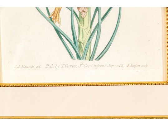 Group Of Four 19th C. Color Gilt Framed Botanicals 