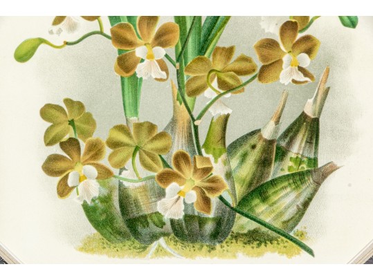 Two Colored Botanical Plates From Late 19th-Early 20th C. Publication- Orchids