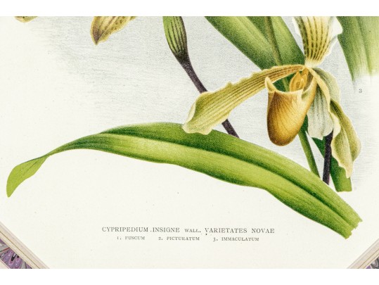 Two Colored Botanical Plates From Late 19th-Early 20th C. Publication- Orchids