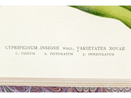 Two Colored Botanical Plates From Late 19th-Early 20th C. Publication- Orchids