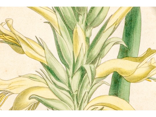 Group Of Four 19th C. Color Gilt Framed Botanicals 