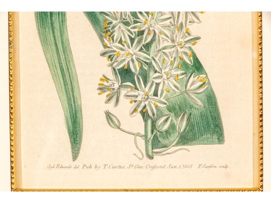 Group Of Four 19th C. Color Gilt Framed Botanicals 